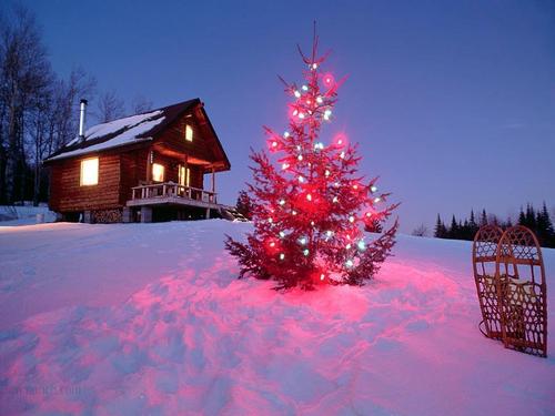 Arbol-de-Navidad-en-el-bosque