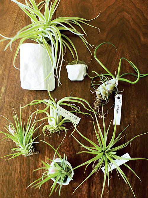 tillandsias-group-x