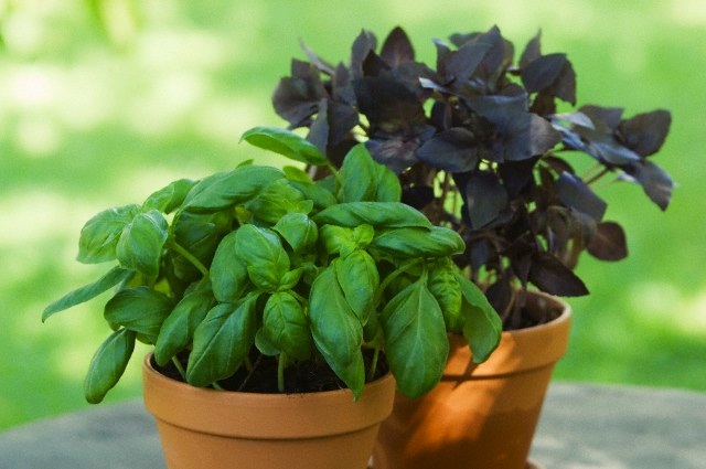 Pot plant of Basil and Red Basil