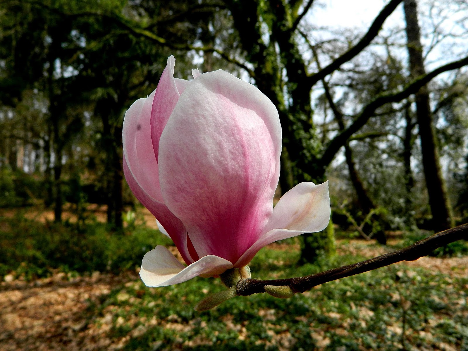 Magnolia soulangeana jardín de la saleta