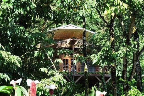 Tree_Houses_18