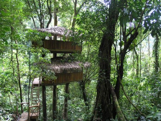 Tree_Houses_7