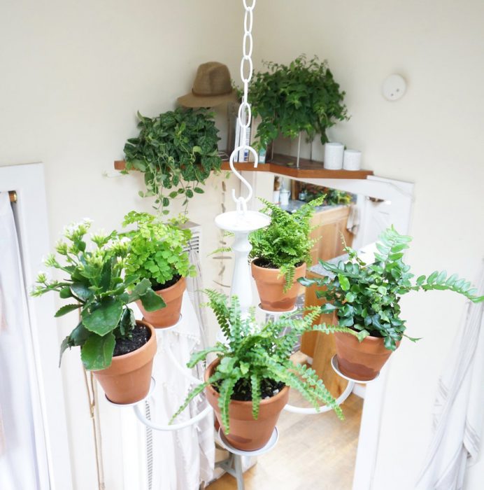 127679-I-began-decorating-plants-clippings-when-I-decided-I