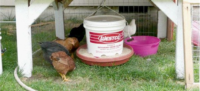 hen-feeder4