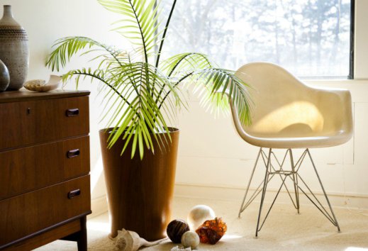 thehomeissue_plants-1